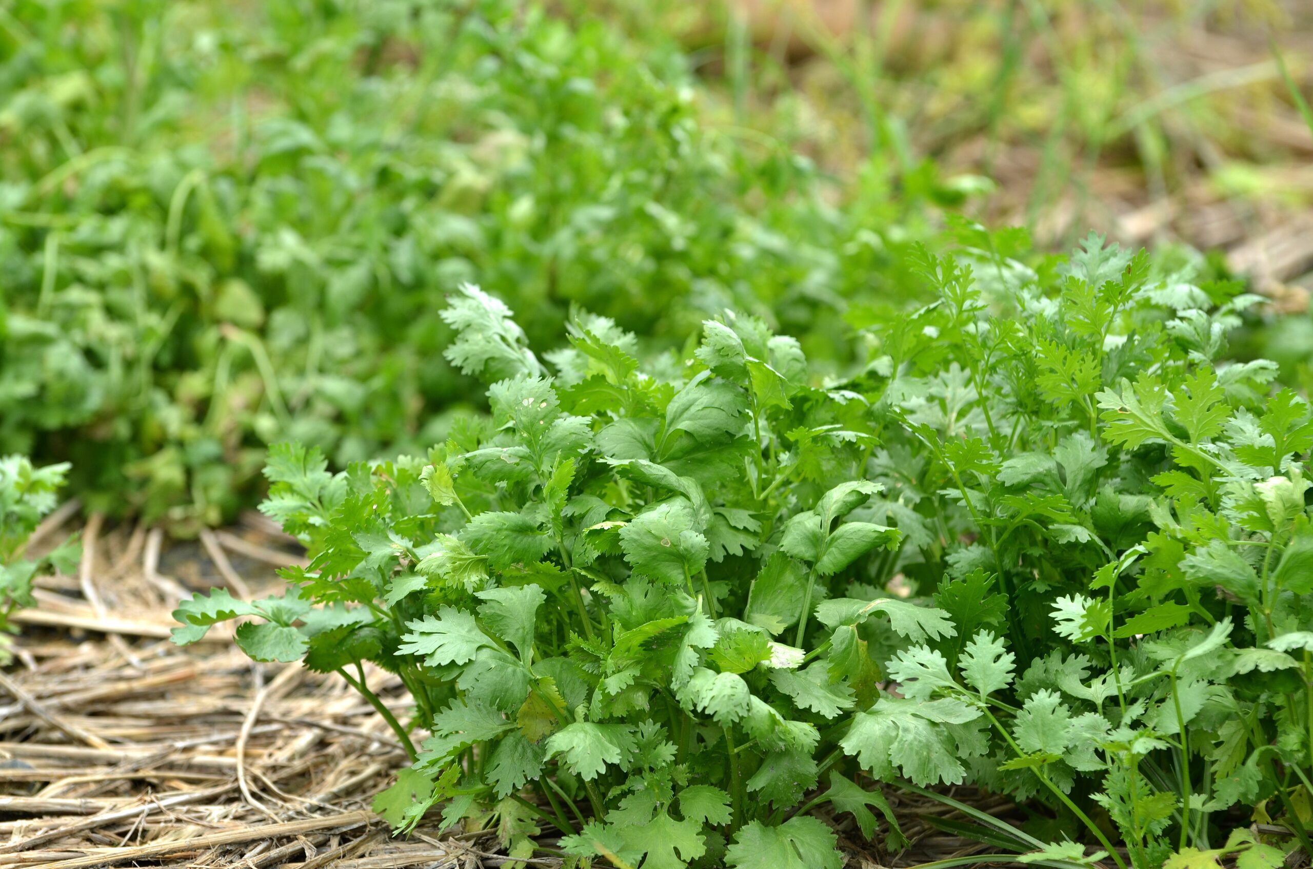 coriander leaves