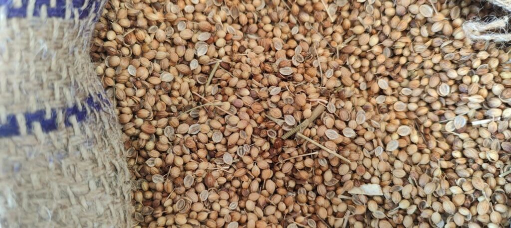 coriander