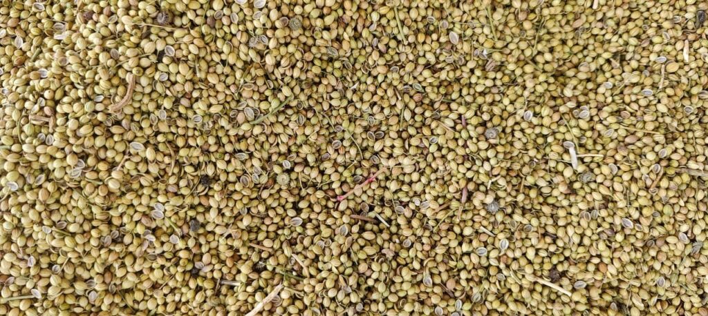 coriander seeds